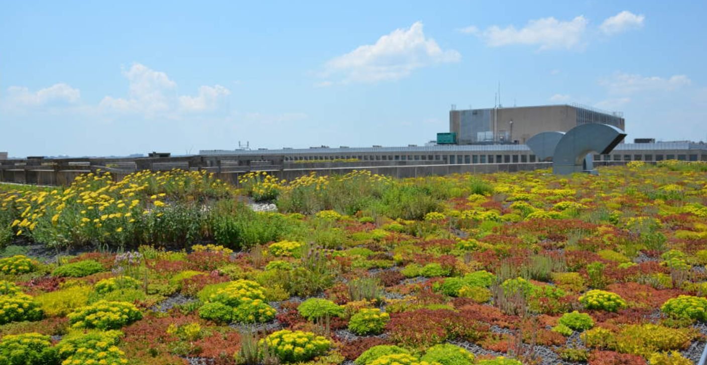 Vegetated green roof planted with flowering sedum on a commercial building